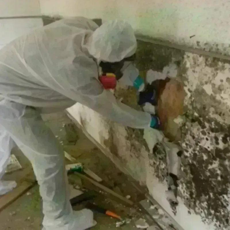 Mold Remediation and Removal in Silver Lake, NC